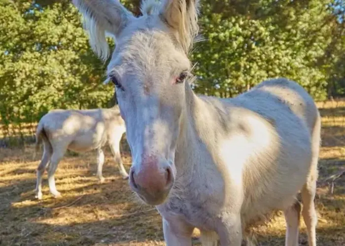 Escale Coeur De Vendee Holiday park